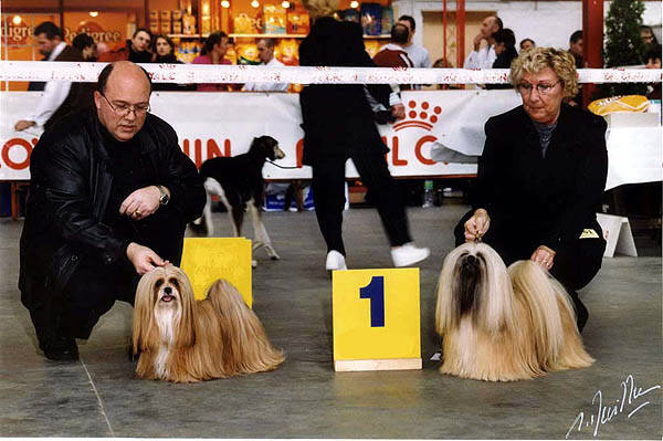 Frank and Sylvia with there Lhasa Apso Champions