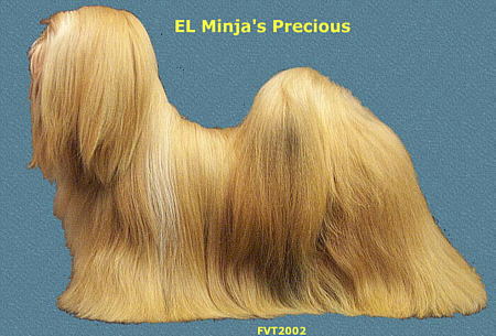 lhasa-apso EL Minja's Precious