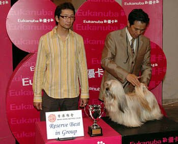 Lhasa Apso Topwinning Champion EL Minja's Nag-Po-Chen-Po at Hong Kong dogshow